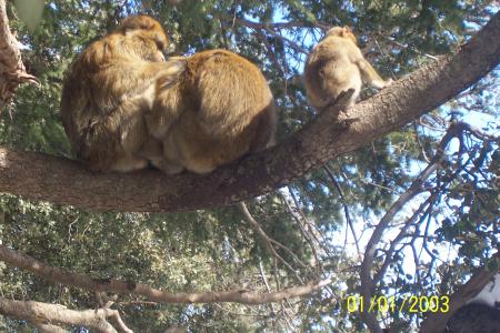 Singes